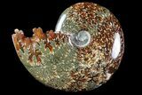 Polished, Agatized Ammonite (Cleoniceras) - Madagascar #94276-1